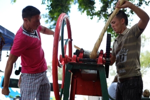 Men squeezing sugar cane to make sugar cane juice, or guarapo. (Credit: Sean Hughes)